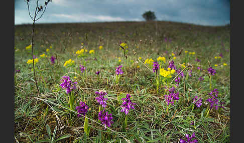 Kleines Knabenkraut (Orchis morio)