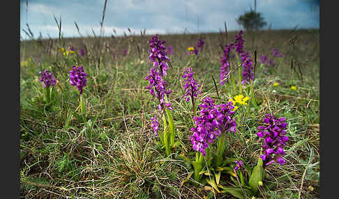 Kleines Knabenkraut (Orchis morio)