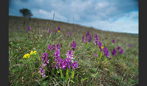 Kleines Knabenkraut (Orchis morio)