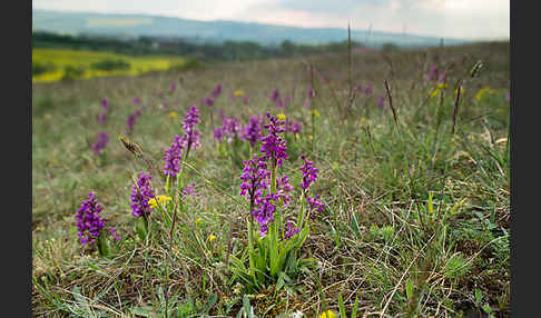 Kleines Knabenkraut (Orchis morio)