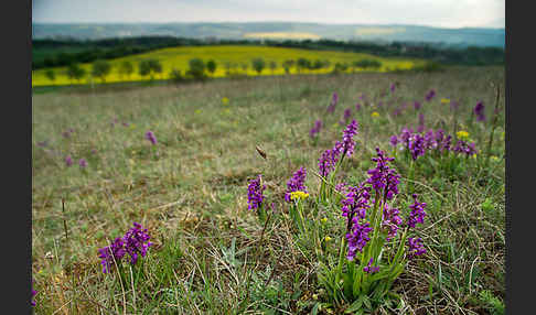 Kleines Knabenkraut (Orchis morio)