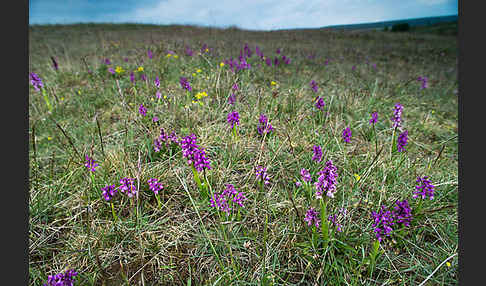 Kleines Knabenkraut (Orchis morio)