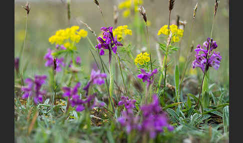 Kleines Knabenkraut (Orchis morio)