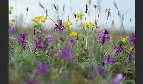 Kleines Knabenkraut (Orchis morio)