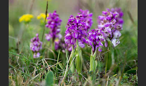 Kleines Knabenkraut (Orchis morio)