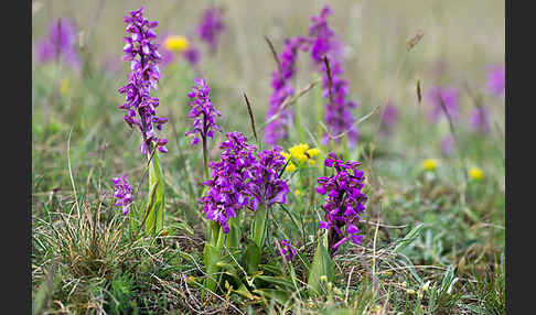 Kleines Knabenkraut (Orchis morio)