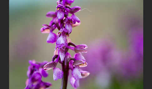 Kleines Knabenkraut (Orchis morio)