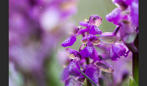 Kleines Knabenkraut (Orchis morio)