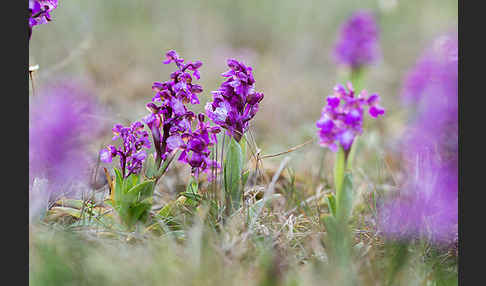 Kleines Knabenkraut (Orchis morio)