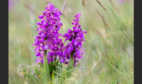 Kleines Knabenkraut (Orchis morio)