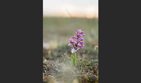 Kleines Knabenkraut (Orchis morio)