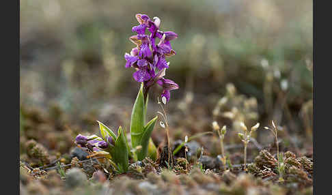 Kleines Knabenkraut (Orchis morio)