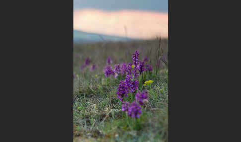 Kleines Knabenkraut (Orchis morio)