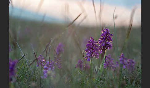 Kleines Knabenkraut (Orchis morio)