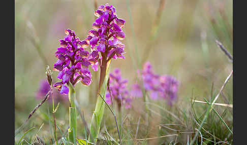 Kleines Knabenkraut (Orchis morio)