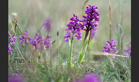 Kleines Knabenkraut (Orchis morio)