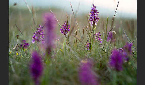 Kleines Knabenkraut (Orchis morio)