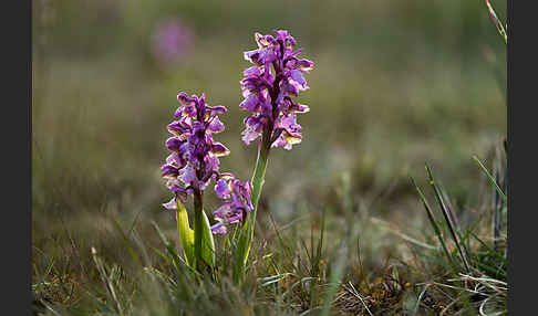 Kleines Knabenkraut (Orchis morio)