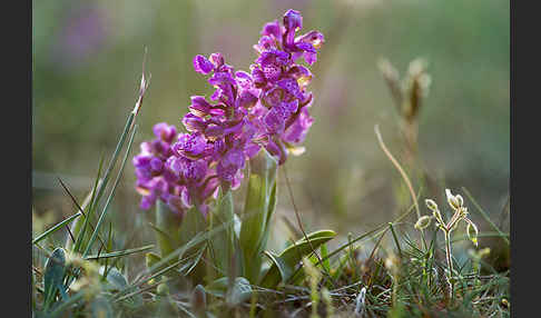 Kleines Knabenkraut (Orchis morio)