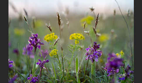 Kleines Knabenkraut (Orchis morio)