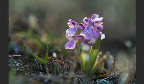 Kleines Knabenkraut (Orchis morio)