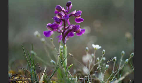 Kleines Knabenkraut (Orchis morio)