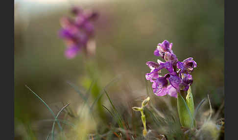 Kleines Knabenkraut (Orchis morio)