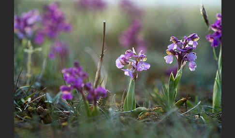 Kleines Knabenkraut (Orchis morio)