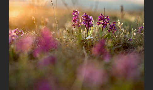 Kleines Knabenkraut (Orchis morio)