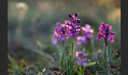 Kleines Knabenkraut (Orchis morio)