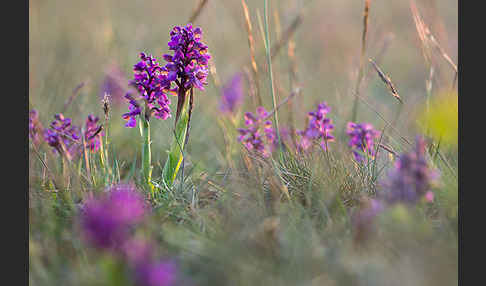 Kleines Knabenkraut (Orchis morio)