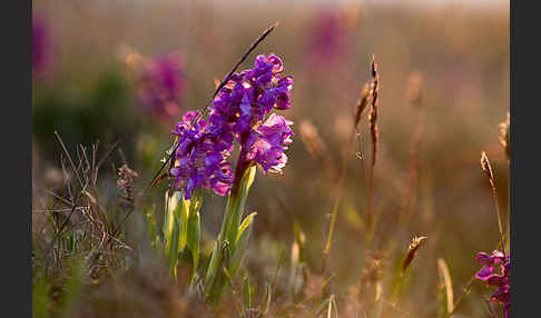 Kleines Knabenkraut (Orchis morio)