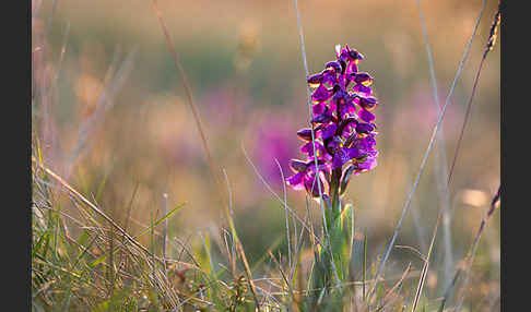 Kleines Knabenkraut (Orchis morio)