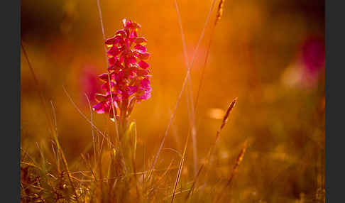 Kleines Knabenkraut (Orchis morio)