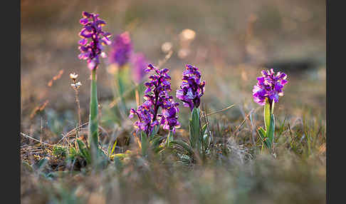 Kleines Knabenkraut (Orchis morio)