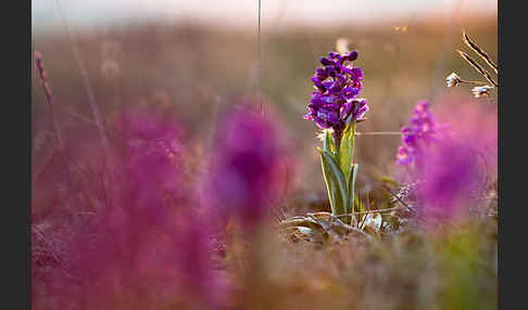 Kleines Knabenkraut (Orchis morio)