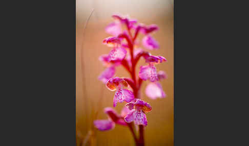 Kleines Knabenkraut (Orchis morio)