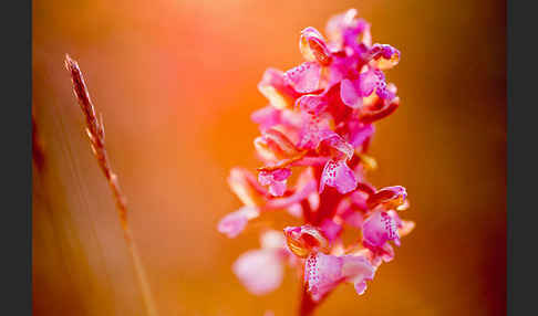 Kleines Knabenkraut (Orchis morio)