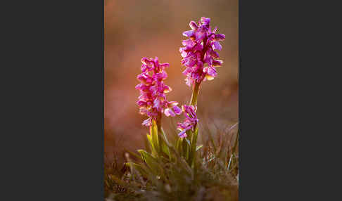 Kleines Knabenkraut (Orchis morio)