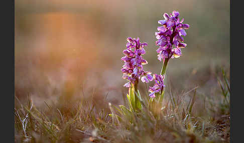 Kleines Knabenkraut (Orchis morio)