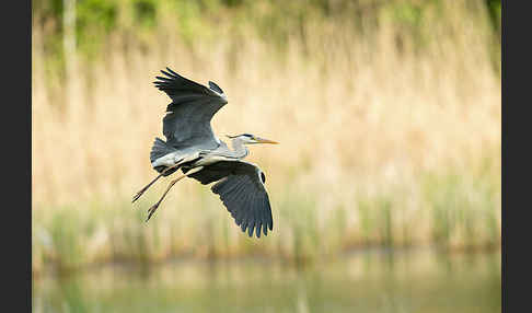 Graureiher (Ardea cinerea)