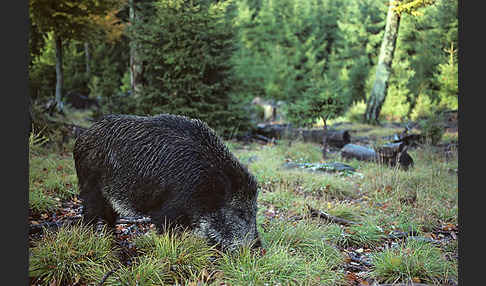 Schwarzwild (Sus scrofa)