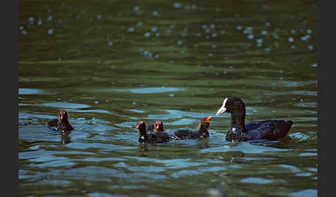 Blessralle (Fulica atra)