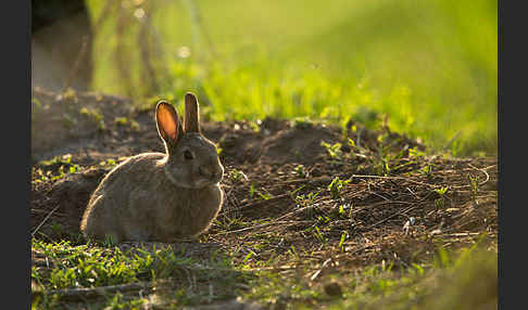 Wildkaninchen (Oryctolagus cuniculus)