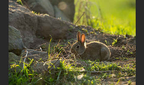 Wildkaninchen (Oryctolagus cuniculus)