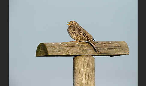 Grauammer (Miliaria calandra)