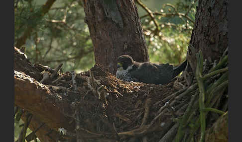 Wanderfalke (Falco peregrinus)