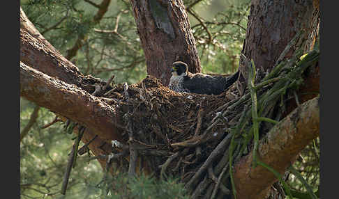 Wanderfalke (Falco peregrinus)