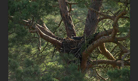 Wanderfalke (Falco peregrinus)