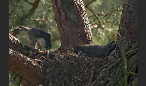 Wanderfalke (Falco peregrinus)